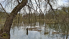 Wiosenne porządki w Stawie Browarnym w Olsztynie Wiosenne porządki w Stawie Browarnym w Olsztynie